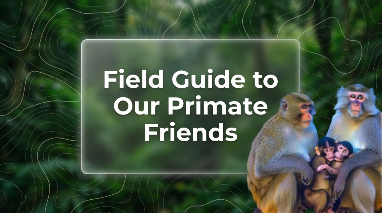 Awesome Adventures in the World of Animals Chimpanzee